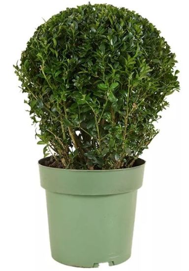 Buxus ball p17 jpeg