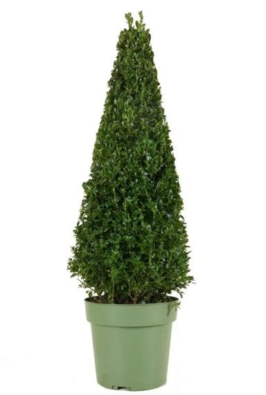 Buxus sempervirens pyramid p21 1