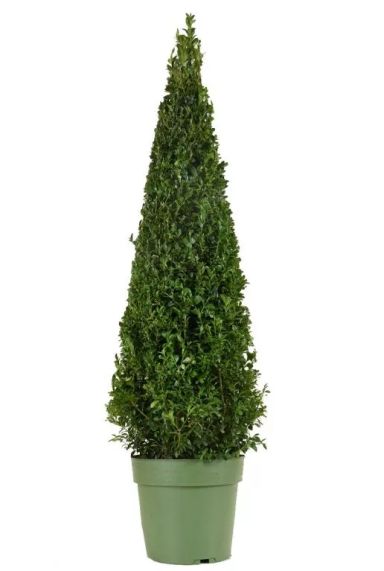 Buxus sempervirens pyramid p23 1