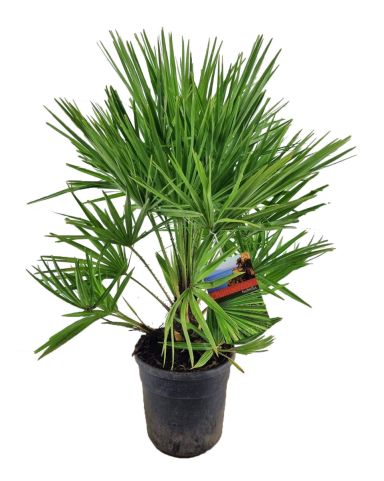 Chamaerops humilis p24