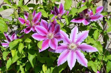 Clematis ruppel1 k-min
