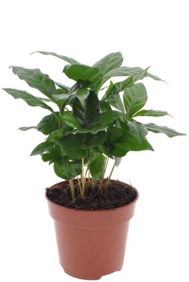 Coffea arabica plant mps 10072
