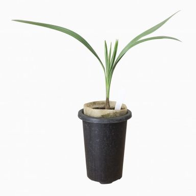 Copernicia hospita m-min