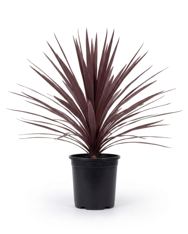 Cordyline australis red star - 01