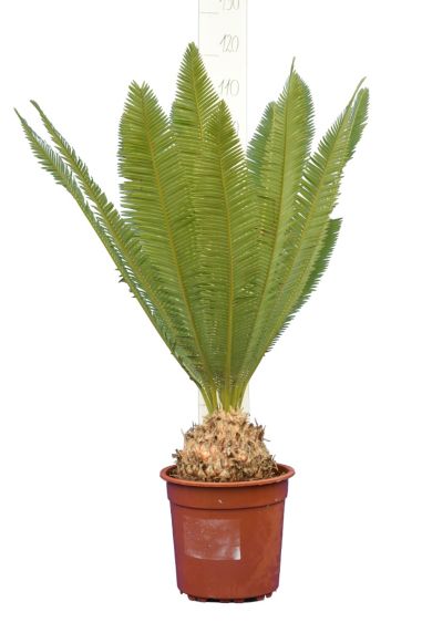 Dioon edulis 100-120 bulb 10-20 26 groot