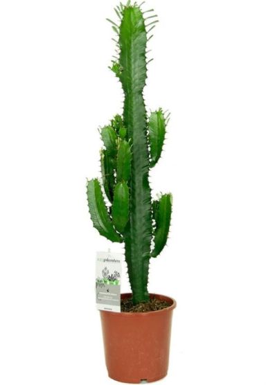 Euphorbia acruensis cactus 1jpeg