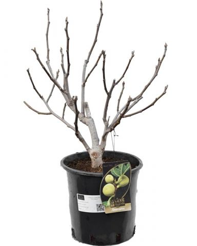 Ficus carica e k-min