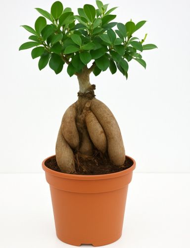 Ficus ginseng p12