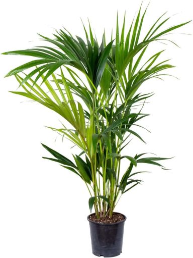Howea forsteriana p19