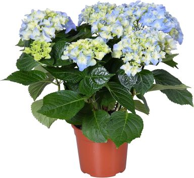 Hydrangea early blue