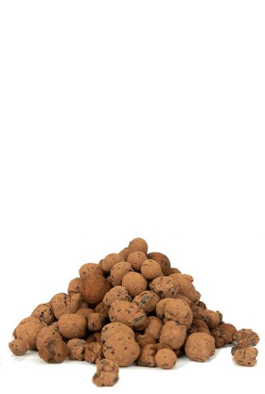 Hoya Krohniana Silver blad