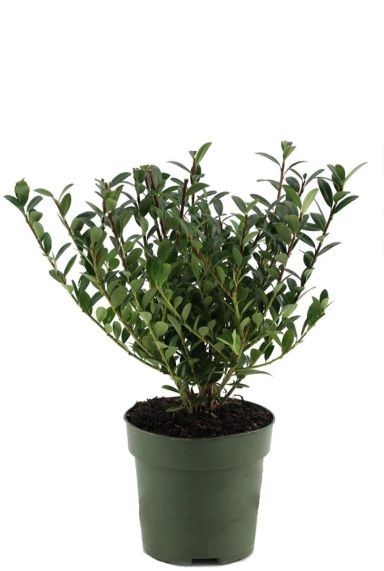 Ilex crenata Jenny