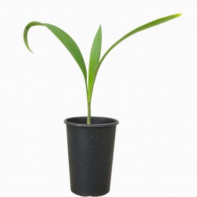 Johannesteijsmannia magnifica 800