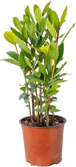 Laurus nobilis p15