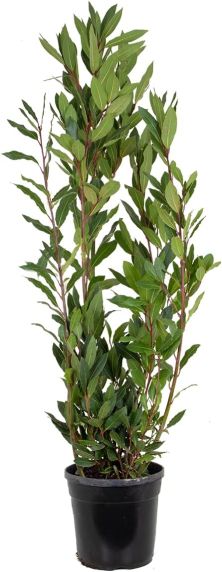 Laurus nobilis