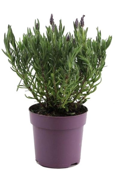 Lavendel stoechas anouk bloem