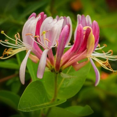 Lonicera henryi1 kk-min