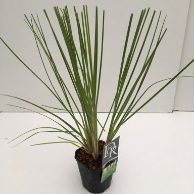 Mini pampas-min