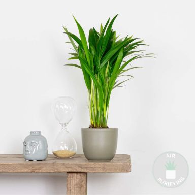 Mps-10071 - dypsis lutescens 1