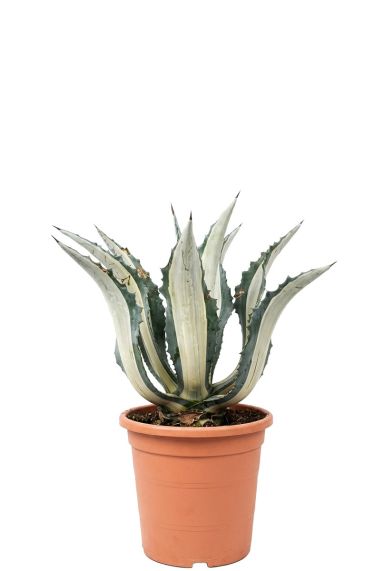 Scindapsus Treubii Dark