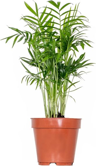 Mps-7762-chamaedorea-elegans