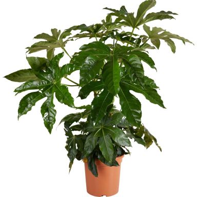Fatsia japonica