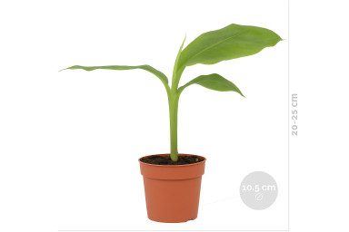 Musa basjoo p10 5 1
