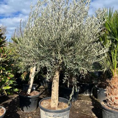 Olea europaea2 k-min