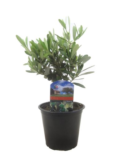 Olea europaea shrub p14 1