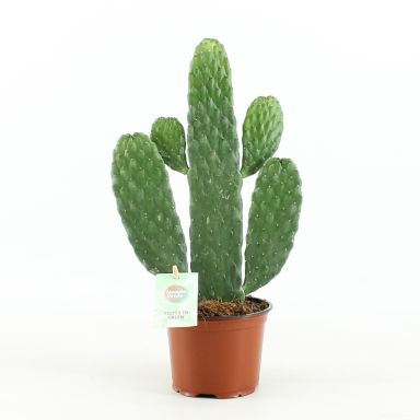 Opuntia rubescens