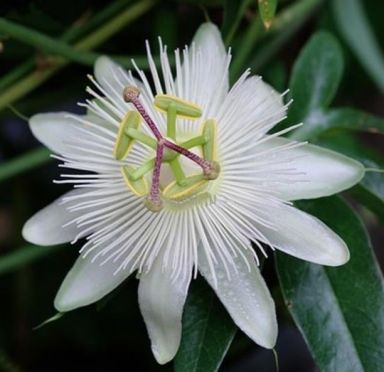 Passiflora caerulea constance elliot-min