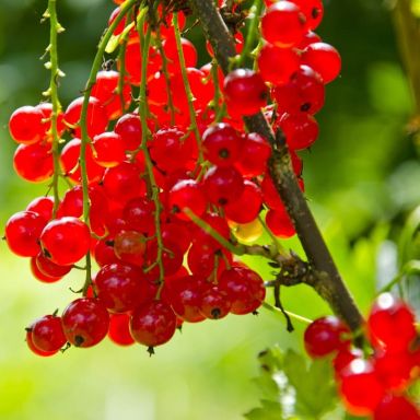 Ribes rubrum jonkheer van tets 1-min