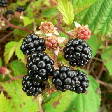 Rubus fruticosus1 k