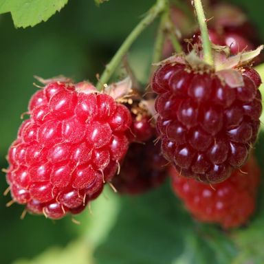 Rubus idaeus malling promise k-min