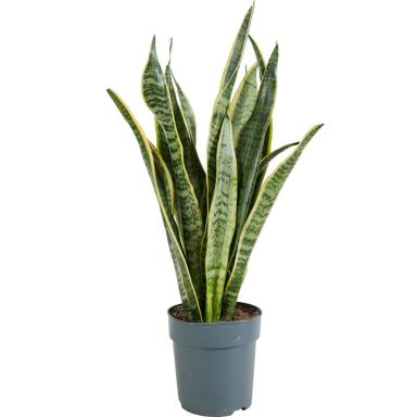Sansevieria laurentii p12 1