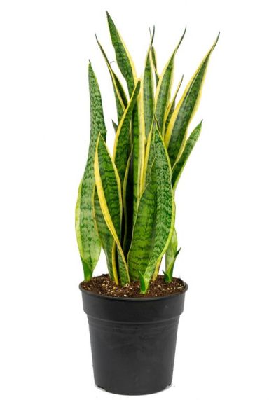 Sansevieria laurentii p21