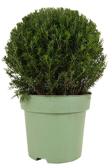 Taxus