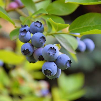 Vaccinium corymbosum goldtraube  k-k