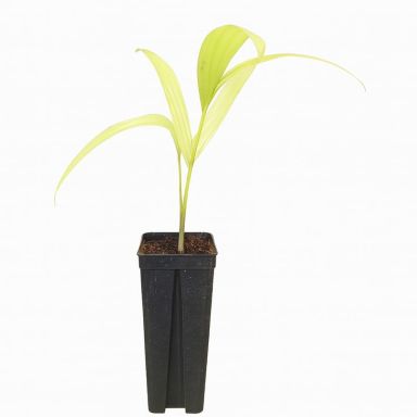 Veitchia merrillii Golden