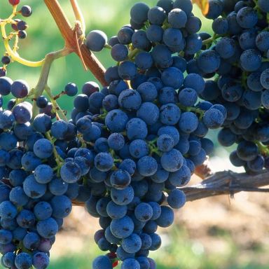 Vitis boskoop-min