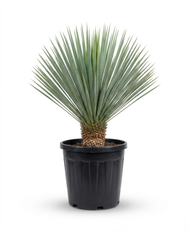 Yucca rostrata p45-01