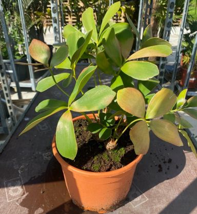 Zamia 1