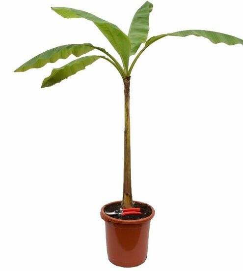 Plant De Banane Musa Basjoo Achats Avantageux Sur