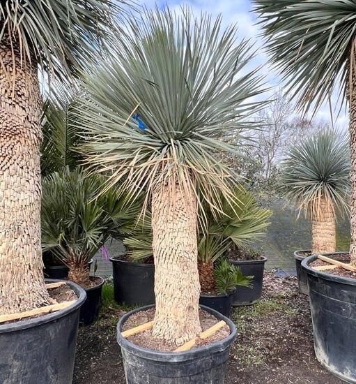 Yucca rostrata tronc 110120 cm [palette] — free download