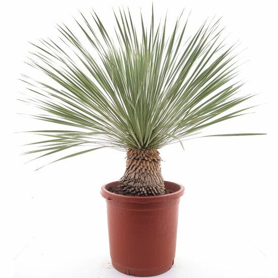 Yucca rostrata tronc 2030 cm hauteur totale 80100 cm pot Ø 35 — free download