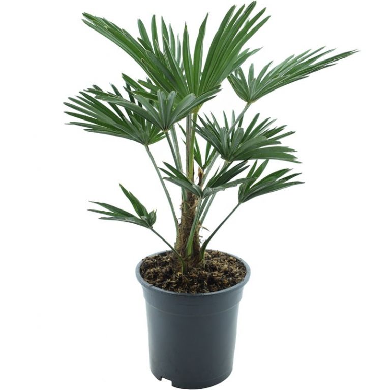 10007 - trachycarpus wagnerianus e k-min