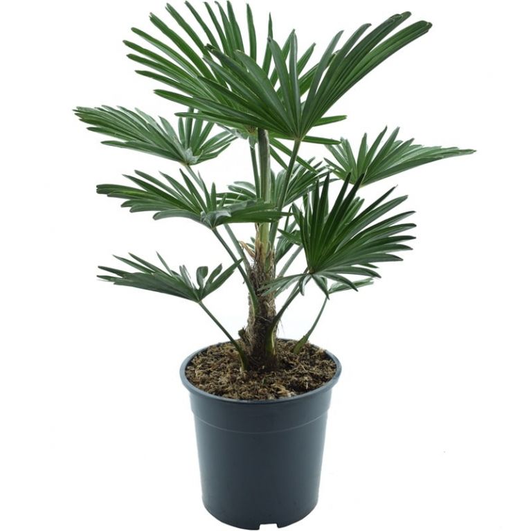 10009 - trachycarpus wagnerianus e k-min
