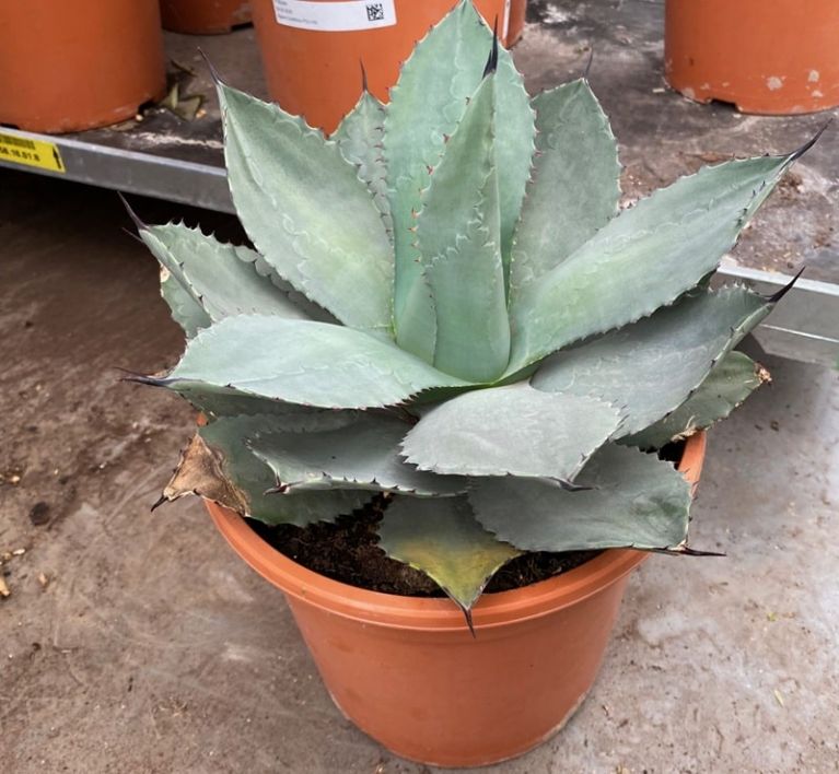10026 - agave ovatifolia 2 k-min