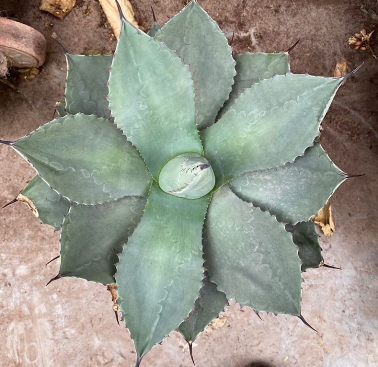 10026 - agave ovatifolia k-min