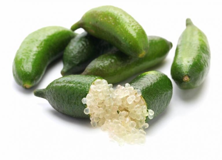 Microcitrus australasica
